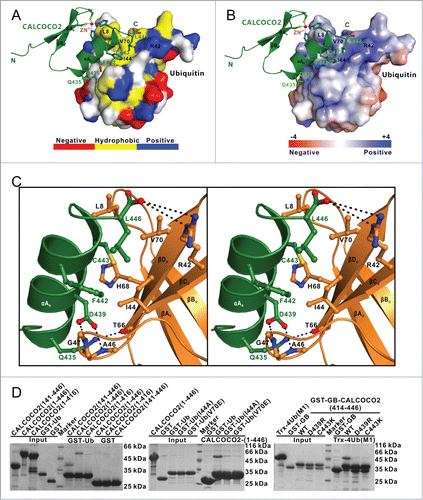 Figure 4 (See previous page). Molecular detail of the CALCOCO2 ZF2 and mono-ubiquitin interaction. (A) The combined surface representation and the ribbon-stick model showing the hydrophobic interaction interface between CALCOCO2 ZF2 and mono-ubiquitin. In this presentation, the mono-ubiquitin molecule is shown in the surface model and CALCOCO2 ZF2 in the ribbon-stick model. The hydrophobic amino acid residues in mono-ubiquitin surface model are drawn in yellow, the positively charged residues in blue, the negatively charged residues in red, and the uncharged polar residues in gray. (B) The combined surface charge representation and the ribbon-stick model showing the charge-charge interactions between CALCOCO2 ZF2 and mono-ubiquitin. (C) Stereo view showing the detailed interactions between CALCOCO2 ZF2 and mono-ubiquitin. The hydrogen bonds involved in the binding are shown as dotted lines. (D) GST affinity isolation assays to verify the specific interaction between CALCOCO2 ZF2 and ubiquitin as well as the key binding interface residues. The left panel showing the GST affinity isolation assay using purified GST-tagged ubiquitin protein and various CALCOCO2 deletion mutants, confirming that the CALCOCO2 ZF2 domain is crucial for ubiquitin binding. The middle panel showing the GST affinity isolation assay using purified GST-tagged ubiquitin mutants and CALCOCO2 protein, confirming the important interface residues I44 and V70 of ubiquitin in binding to CALCOCO2. The right panel showing the GST affinity isolation assay using purified GST-GB-tagged CALCOCO2 ZF2 mutants and Trx-4Ub (linked by M1), confirming the key interface residues D439 and C443 of CALCOCO2 in binding to ubiquitin.