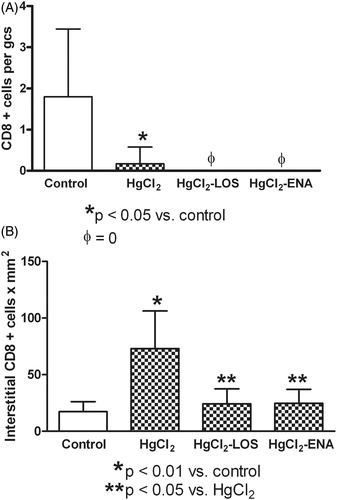 Figure 5. Losartan or Enalapril effects on renal CD8+ cell infiltration during HgCl2-induced nephropathy. (a) Significantly lower numbers of glomerular CD8+ cells in tissues from all HgCl2-treated rats relative to in Group VI control rat tissues (untreated, saline gavaged) were found. (b) Significantly higher numbers of interstitial CD8+ cells in tissues from HgCl2 only-treated rats relative to levels in Group VI control tissues. At both sites, use of Losartan and Enalapril reduced CD8+ cell levels relative to those in the HgCl2 only rats. *Value significantly different from Group VI control rats (p < 0.05 in (a) and p < 0.01 in (b)). In (a) values from the HgCl2-LOS and HgCl2-ENA rats were significantly different from HgCl2-only and from the control rats (p < 0.05). In (b) **value significantly different from HgCl2-only rats (p < 0.05) only. Values from rats that received only Losartan- or Enalapril-only were not significantly different from the Group VI rats and so are not presented. All values shown are mean ± SD (n = 10/group). Data analysis was performed using a non-parametric ANOVA (Kruskal-Wallis Test) and a Dunn’s multiple comparisons test.