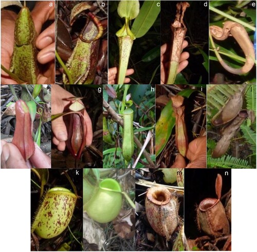 Figure 1. Representative images of Nepenthes pitchers sampled in this study, showing the three species: N. rafflesiana (a-e), N. gracilis (f-j), and N. ampullaria (k-n), as well as the different pitcher age classes and dimorphism: unopened pitchers (a,f,k) (k was manually opened at time of photo), living pitchers, lower morph (b,g,l), living pitchers, upper morph (c,h), senescing pitchers (d,i,m), and dead pitchers (e,j,n). Photos: a-e, g-k, and m-n, T. Goldsborough; f and l K.J. Gilbert.