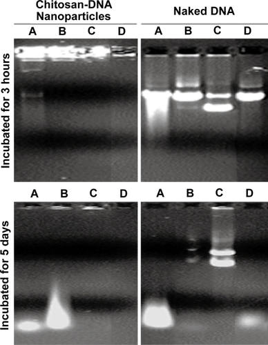 Figure 2 Bile-induced DNA damage is primarily mediated by oxidative cleavage. Plasmid DNA and chitosan-DNA nanoparticles were incubated with (A) 10% bile, (B) 10% preheated bile, (C) 10% bile with 50 mM of NAC, or (D) 10 mm H2O2solution at 37°C for 3 hours and 5 days. The relative DNA degradation was analyzed by gel electrophoresis (0.8% agarose) and stained by ethidium bromide for visualization.Abbreviation: NAC, N-acetyl cysteine.