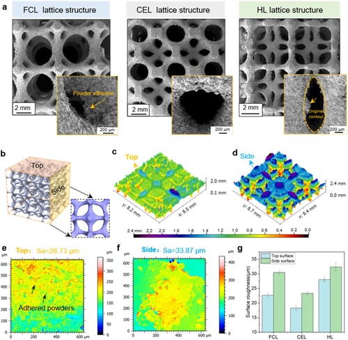 Figure 3. (a) SEM morphologies of LPBF-fabricated NiTi lattice structures along building direction; (b) 3D model of HL lattice structure; (c-f): 3D morphologies and surface roughness of HL-TO unit cell: Top surface (c,e) and side surface (d,f); (g) Surface roughness of various lattices.