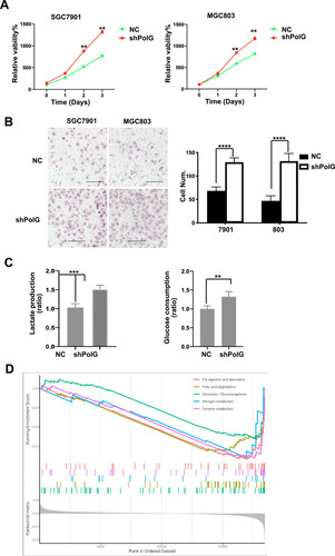 Figure 2 PolG silencing inhibits proliferation and migration of GC cells. The effect of PolG silencing by shRNA or negative control (NC) in SGC7901and MGC803 cells. (A) Proliferation was performed by cell counting Kit-8. (B) Migration abilities were determined by the Transwell assay, scale bar = 100 μm. (C) Lactate production and glucose consumption were elevated in PolG-silencing group. (D) KEGG enrichment analysis by GSEA in the low PolG expression group. All quantifications are shown as the mean ± S.E.M. for n ≥ 3 technical replicates and are representative of three independent experiments, ****P < 0.0001, ***P < 0.001, **P < 0.01.