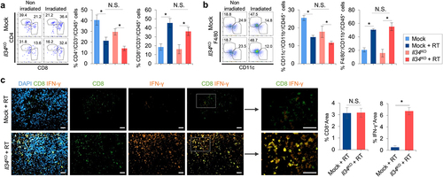 Figure 3. Characterization of immune cells in IL-34-deficient and IL-34-expressing tumor microenvironment after RT. (a) Representative flow cytometry plots of T cells in tumor of Il34KO and Mock 4T1 before and after radiotherapy with mean ± SEM (n = 6/group). (b) Representative flow cytometry plots of dendritic cells and macrophages in tumors of Il34KO and Mock 4T1 before and after radiotherapy with mean ± SEM (n = 6/group). (c) Representative images of if staining of Il34KO and Mock 4T1 after irradiation. Bar graphs show the percentage of CD8+ (left) and IFN+ (right) areas with mean ± SEM (n = 10/group). Scale bar: 20 μm, *P < 0.05; Tukey’s multiple comparison test, Student’s t-test (c), N.S., Not significant.