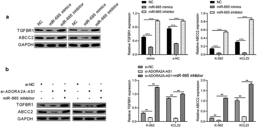 Figure 6. ADORA2A-AS1 promotes TGFBR1 and ABCC2 expression by adsorbing miR-665. (a) Western blot was used to determine TGFBR1 and ABCC2 protein levels in K562 and KCL22 cells transfected with miR-665 mimics or inhibitors. (b) Western blot was performed to determine TGFBR1, and ABCG1 protein levels in K562 and KCL22 cells transfected with miR-665 mimics si-ADORA2A-AS1 or combination. ***P < 0.001.