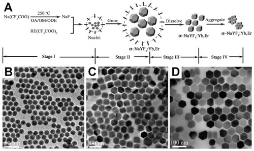 Figure 5 (A) Schematic procedure of synthesizing α-NaYF4:Yb,Er nanocrystals and growing stages consecutively through the thermal decomposition method. Reproduced with permission from Mai H-X, Zhang Y-W, Sun L-D, Yan C-H. Size- and phase-con-trolled synthesis of monodisperse NaYF4: Yb,ErNanocrystals from a unique delayed nucleation pathway monitored with upconversion spectroscopy. J Phys Chem C. 2007;111(37):13730–13739.Citation106 Copyright American Chemical Society 2007. Various sizes of NaYF4-based nanoparticles that have been synthesized under 330°C in OA/ODE (1/1) for (B) 15 min, (C) 25 min, and (D) 45 min. Reproduced with permission from Mai H-X, Zhang Y-W, Si R, et al. High-quality sodium rare-earth fluoride nanocrystals: controlled synthesis and optical properties. J Am Chem Soc. 2006;128(19):6426–6436.Citation107 Copyright American Chemical Society 2006.