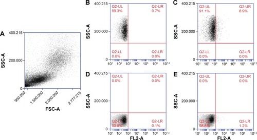 Figure 5 Representative images of FACS analysis on PBMCs treated with DNPs•pA2036•polyArg•siRNA*.Notes: (A) Physical parameters, (B, C) flow cytometry images of non-treated and treated monocytes, respectively and (D, E) flow cytometry images of non-treated and treated lymphocytes, respectively.Abbreviations: FACS, fluorescence-activated cell sorting; PBMCs, peripheral blood mononuclear cells; DNPs, diatomite nanoparticles; siRNA, small interfering RNA; FSC, forward scatter; SSC, side scatter; FL, fluorescence.