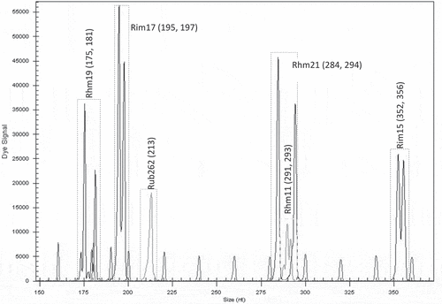 Figure 6. Electrotraces for identification of the raspberry genotype Sicoly based on combination of six microsatellite loci