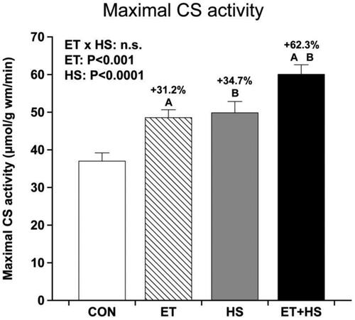 Figure 1. Maximal citrate synthase activity in plantaris muscle of mice following 3 weeks of exercise training (ET), heat stress (HS), or both (ET + HS) compared to control (CON). Adapted from figure by Tamura et al. [Citation22]. Copyright © 2014 The American Physiological Society. Used with permission.