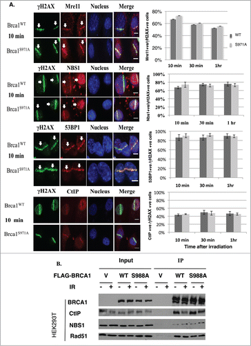 Figure 2. Abrogation of Chk2 phosphorylation on BRCA1 has no impact on the assembly of repair complexes upon DSBs. (A) Comparison of Mre11, CtIP, 53BP1 and Nbs1 recruitment at DSB laser stripes in Brca1+/+ and Brca1S971A/S971A MEFs. Left panels show laser stripes of Mre11, CtIP, 53BP1, Nbs1 (red) and γH2AX (green) at 10min point. Right panels show summary of 3 independent experiments for each individual protein. “+ve” stands for “positive.” For Mre11: 10 min (n = 352 total cells for wt, n = 340 total cells for S971A, p = 0.23); 30 min(n = 313 and 323, p = 0.50); 60 min (n = 315 and 308, p = 0.47). For Nbs1: 10 min (n = 297 and 265, p = 0.37), 30 min (n = 287 and 272, p = 0.62), 60 min (n = 251 and 258, p = 0.72). For 53BP1: 10 min (n = 452 and 535, p = 0.67); 30 min (n = 464 and 451, p = 0.16); 60 min (n = 490 and 462,p = 0.91). For CtIP: 10 min (n = 467 and 462, p = 0.53); 30 min (n = 429 and 534,p = 0.78); 60 min (n = 452 and 422, p = 0.84). Experiments conducted with overnight BrdU incorporation followed by microirradiation at 47% laser output. Similar results obtained from 55% laser output with no BrdU incorporation. Scale bar, 10μm. (B) Interaction between BRCA1 and CtIP, NBS1 or Rad51 is comparable for BRCA1(wt) and BRCA1(S988A) 30–60 min after IR in FLAG-BRCA1 coimmunoprecipitation.