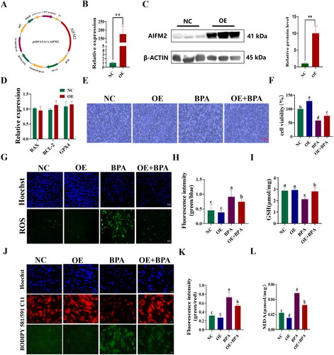 Figure 6. Overexpression of AIFM2 gene alleviates BPA-induced ferroptosis in YSFs. NC: YSFs with pcDNA3.1 (+) transfection. OE: YSFs with pcDNA3.1 (+)-AIFM2 transfection. BPA: YSFs with 150 μM BPA treatment. OE + BPA: YSFs with pcDNA3.1 (+) – AIFM2 transfection and BPA treatment. (A) Construction of pcDNA3.1 (+) – AIFM2 overexpression vector. (B) Relative expression level of AIFM2 in YSFs transfected with pcDNA3.1 (+) – AIFM2. RT-qPCR results were analyzed using the 2−ΔΔct method. (C) Verification of AIFM2 overexpression at protein level. (D) Relative expression level of BAX, BCL-2 and GPX4 in YSFs transfected with pcDNA3.1 (+) – AIFM2. RT-qPCR results were analyzed using the 2−ΔΔct method. (E) Representative photos of bright field for YSFs after pcDNA3.1 (+) – AIFM2 transfection and/or BPA treatment. Scale = 500 μm. (F) Cell viability of YSFs after pcDNA3.1 (+) – AIFM2 transfection and/or BPA treatment. (G) Representative images of reactive oxygen species (ROS) staining for YSFs after pcDNA3.1 (+) – AIFM2 transfection and/or BPA treatment. Scale = 100 μm. (H) Ratio of fluorescence intensity statistics (green/blue) corresponding to ROS staining. (I) Content of GSH in YSFs after pcDNA3.1 (+) – AIFM2 transfection and/or BPA treatment. (J) Representative image of BODIPY 581/591/C11 staining for YSFs after pcDNA3.1 (+) – AIFM2 transfection and/or BPA treatment. Scale = 50 μm. (K) The ratio of fluorescence intensity statistics (green/red) corresponding to BODIPY 581/591 C11 staining. (L) Content of MDA in YSFs after pcDNA3.1 (+) – AIFM2 transfection and/or BPA treatment. Different letters upon panels mean significant difference.
