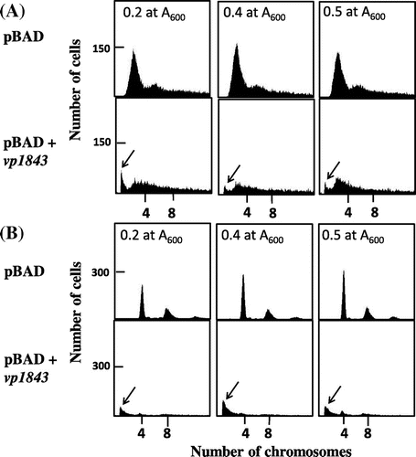 Fig. 2. Flow cytometry of E. coli cells containing pBAD/Myc-HisA or pBAD/Myc-HisA with vp1843.