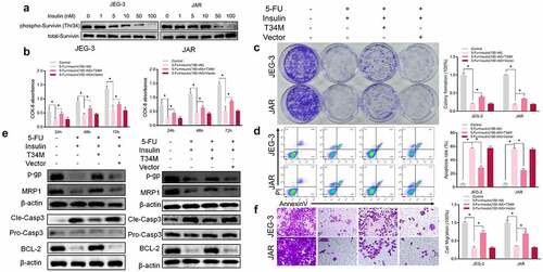 Figure 3. Insulin sensitizes choriocarcinoma cells to 5-FU by modulating phosphorylation of Survivin. (a) Western blot analysis showing protein expression of level of survivin and phosphorylation (Thr34) of survivin in JEG-3 and JARS cells. (b CCK-8 assays were performed to evaluate cell proliferation at different times. (c) Colony formation assay showing proliferation in JEG-3 and JARS cells after transfection with survivin Thr34 phosphomimetic mutant vector (T34M) and culturing in 5-FU or insulin for 48 h. (d) Quantification and analysis of apoptosis rates in JEG-3 and JARS cells after transfection with T34M and culturing in 5-FU or insulin for 48 h using flow cytometry. (e) Western blot analysis showing protein expression levels of p-gp, MRP1, cleaved caspase-3 (Cle-Casp3), pro caspase-3 (Pro-Casp3), and BCL-2 in JEG-3 and JARS cells. β-Actin was used as the internal reference. (f) Cells migration rates detection using Transwell assay. Data are expressed as mean ± SEM (n = 3; *p < 0.05)