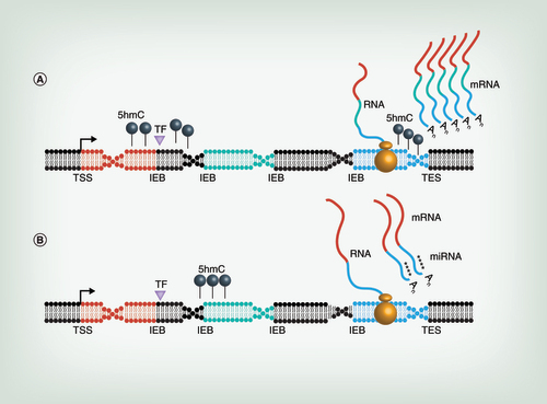 Figure 1. Schematic of putative functions of 5hmC.When located near TF binding motifs (purple triangle), 5hmC (black lollipops) may regulate gene expression levels, resulting in either up- (A) or down- (B) regulation. When located at IEB, 5hmC (black lollipops) may regulate alternative splicing of transcripts, resulting in a shift from full-length transcripts (A) to splice isoforms (B). Exons are colored red, green, and blue. Intergenic and intragenic regions are gray. When located near sequences complementary to miRNAs seed regions, 5hmC (black lollipops) may have a latent function in repelling (A) or attracting (B) miRNAs as the DNA is being transcribed into RNA. Group of four asterisks represent miRs. Together, these studies implicate 5hmC in the regulation of transcriptional and translational abundance and diversity.5hmC: 5-hydroxymethylcytosine; IEB: Intron/exon boundaries; TES: Transcription end site; TF: Transcription factor; TSS: Transcription start site.