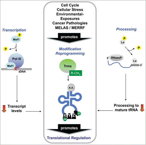 Figure 2. Alteration of tRNA structure promotes functional regulation. Regulation of tRNA transcription, processing and modification has been reported in response to many stresses, with each regulatory change having the potential to contribute to changes in global tRNA modification levels. Reprogramming of tRNA modifications has been linked to tumor suppression, mitochondrial diseases, cell cycle progression and DNA damage- and ROS-responses, among other stress response pathways.