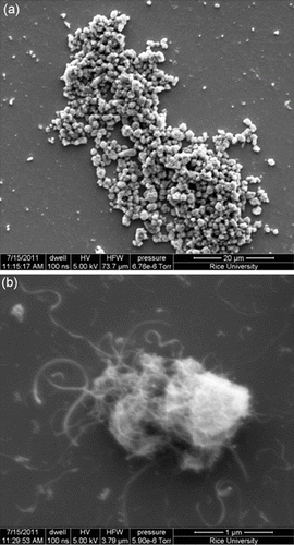 Figure 5. SEM analysis of PEI-MWNTs showing (a) large aggregates each composed of bundles of PEI-MWNTs (b).