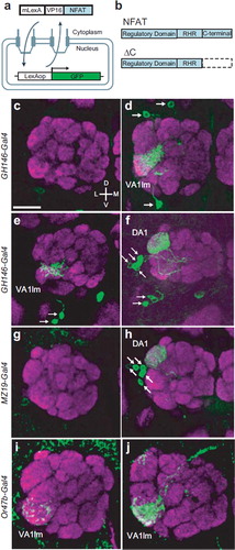 Figure 1. The CaLexA system and active antennal lobe neurons in response to fly odors. (a) Schematic illustration of the CaLexA system. Calcium accumulation activates calcineurin that dephosphorylates NFAT, causing the chimeric transcription factor mLexA-VP16-NFAT to shuttle into the nucleus. Once inside the nucleus, the chimeric transcription factor induces expression of the GFP reporter gene, which is under the control of the LexA operator (LexAop). (b) Schematic illustration of NFATc1 molecule that is used for the CaLexA system. NFAT comprises three major segments that include the regulatory, the RHR DNA binding, and the C-terminal domains. NFAT sequence without the C-terminal domain (DC) is used to make mLexA-VP16-NFAT. (c-f) Confocal images of the antennal lobe of flies bearing the GH146-Gal4, UAS-mLexA-VP16-NFAT, LexAop-CD2-GFP , and LexAop-CD8-GFP-2A-CD8-GFP transgenes. (c, e) Images of unstimulated flies. (d) Image of a male fly exposed to the odor of 10 virgin female flies. (f) Image of a female fly exposed to the odor of 10 male flies. (g, h) Confocal images of the antennal lobe of female flies bearing MZ19-Gal4, UAS-mLexA-VP16-NFAT, LexAop-CD2-GFP , and LexAop-CD8-GFP-2A-CD8-GFP. (g) Image of an unstimulated fly. (h) Image of a fly exposed to the odor of 10 male flies. (i, j) Confocal images of the antennal lobe of male flies bearing Or47b-Gal4, UAS-mLexA-VP16-NFAT, LexAop-CD2-GFP, and LexAop-CD8-GFP-2A-CD8-GFP. (i) Image of an unstimulated fly. (j) Image of a fly exposed to the odor of 10 virgin female flies. Whole-mount brain preparations were stained with anti-GFP (green) and nc82 (a marker of neuropil, magenta) antibodies. For all images, dorsal (top), ventral (bottom), lateral (left), medial (right). Arrows indicate cell bodies of PNs. Scale bar = 20 μm.