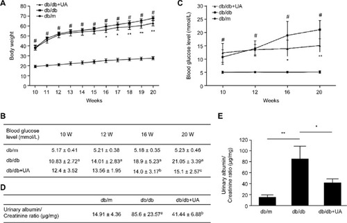 Figure 1 General characteristics of db/db mice after UA treatment. (A) Weekly changes in the body weights of mice. (B, C) Blood glucose levels were measured in blood samples collected from the tail vein. (D, E) Changes in the blood glucose levels and urinary albumin/creatinine ratio in 20-week-old mice. ap<0.05 compared with db/m mice, bp<0.05 compared with diabetic db/db mice, and cp<0.01 compared with diabetic db/db mice. #p<0.05 compared with db/m mice, *p<0.05 compared with diabetic db/db mice, and **p<0.01 compared with diabetic db/db mice. db/m group, n=10; db/db group, n=10; and db/db+UA group, n=10.