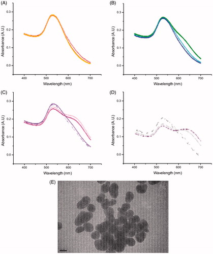 Figure 4. Absorbance spectra of Au nanoparticles when incubated in conditioned water (CTW) at (A) 0 h, i.e. samples were taken right after the particles were added to the test tubes, (B) 1 h, (C) 4 h and (D) 24 h (four samples each), with (E) TEM image from particles in conditioned water (CTW).