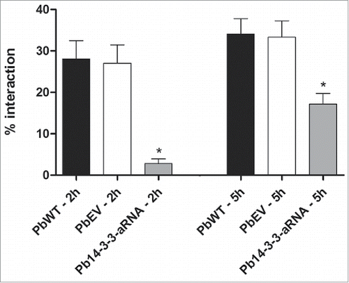 Figure 6. Interaction of Pb14-3-3 aRNA yeast cells with pneumocytes is affected during the early stage of infection. The interaction was assessed by indirect immunofluorescence and analyzed by flow cytometry at different time points. *p < 0.05 when comparing PbWT and PbEV with Pb14-3-3 aRNA at 2 and 5 hours after infection.