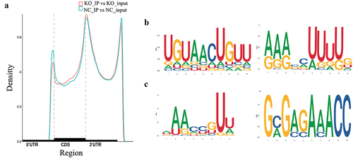 Figure 2. Distribution of m6A peaks across the mRNA transcripts and the representative m6A motifs enriched. (a) The m6A peaks were highly enriched in 3`UTR and stop codon regions. (b) The m6A motifs with typical conserved sequence in SCC-9 cells. (c) The m6A motifs with typical conserved sequence in GPX8-KO SCC-9 cells. NC, SCC-9 cells; KO, GPX8-KO SCC-9 cells.