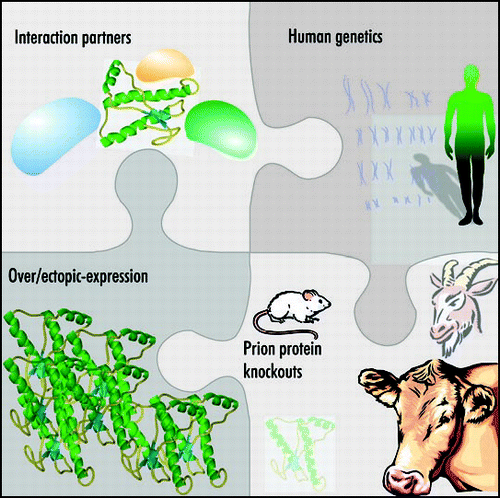 Figure 2 Different approaches to study PrPC's normal function. There are many ways to approach the study of the normal function of PrPC, none of which have conclusively demonstrated PrPC's function. Interacting partners of PrPC have yielded many interesting candidates, human genetic studies have found associations of PrPC with diseases beyond prion disease and even to learning and memory, over- and ectopic-expression studies constitute another approach to determine the function of PrPC, and finally, the focus of this review, the PrP KO has given some clues to the function of PrPC.