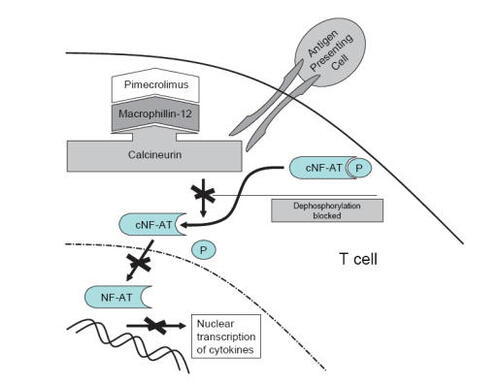 Figure 1 Mechanism of calcineurin inhibitors: By binding to macrophillin-12, calcineurin is blocked which in turn inhibits the translocation of NF-AT into the nucleus and the transcription of pro-inflammatory cytokines of activated T cells. Adapted with permission from CitationEichenfield LE, Beck L. 2003. Elidel (pimecrolimus) cream 1%: A nonsteroidal topical agent for the treatment of atopic dermatitis. J Allergy Clin Immunol, 111:1153–68. Copyright© 2003 Elsevier.
