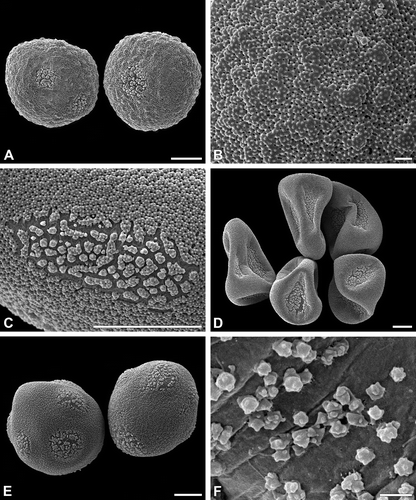 Figure 2. A–F. (SEM). A, B. Carex atrata: A. More or less spherical, verrucate pseudomonads; B. Sexine ornamentation verrucate and perforate. C, D. Carex alba: C. Poroid with elongated outline; D. Pseudomonads in dry state, note the sunken poroids. E, F. Carex nigra: E. Pseudomonads with six to seven poroids; F. Ubisch bodies adhering on the locular wall. Scale bars – 10 μm (A, C–E); 1 μm (B, F).