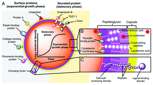 Figure 6. Pathogenic factors of S. aureus, showing both the structural and the secreted products, playing roles as virulence factors. (A) Surface and secreted proteins; (B and C) are cross-sections of the cell envelope, from refs. Citation162 and Citation244 with modifications.