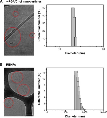 Figure 3 Cryo-TEM images and size distributions of (A) γ-PGA/Chol nanoparticles and (B) RBHPs.Notes: Scale bars represent 200 nm. Circled areas show γ-PGA/Chol nanoparticles (A) and RBHPs (B).Abbreviations: Cryo-TEM, cryo-transmission electron microscopy; γ-PGA, poly(γ-glutamic acid); Chol, cholesterol; RBHPs, raspberry-like hydrogel particles.