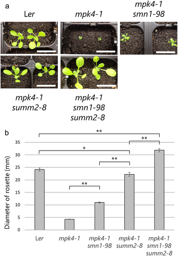 Figure 2. (a) Rosette morphology of Ler, mpk4-1, mpk4-1smn1-98, mpk4-1summ2-8, and mpk4-1smn1-98summ2-8 mutants. The plants were germinated and grown in soil at 22°C for 3 weeks. Bars = 2 cm. (b) Rosette size of the plants. Values represent averages from the following replicates (Ler n = 15; mpk4-1 n = 32; mpk4-1smn1-98 n = 4; mpk4-1summ2-8 n = 17; mpk4-1smn1-98summ2-8 n = 29), and the error bars denote standard deviation. Asterisks indicate significant differences (*p < .05, **p < .001) compared to the indicated two genotypes (in Welch’s t-test).