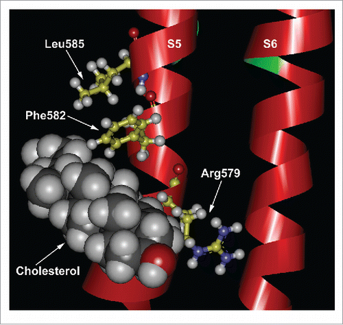 Figure 2. Colesterol interacts with a CRAC motif in the TRPV1 channel. Docking simulation of cholesterol's interactions with the CRAC motif in the S5 transmembrane segment of TRPV1. The cryo-EM structure of TRPV1 in the closed state (PDB 3J5P, chain A) was used and constructed using UCSD-Chimera.