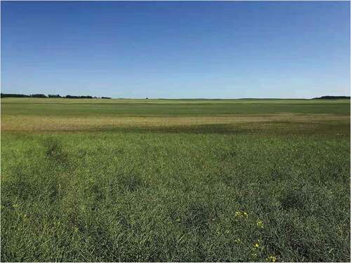 Fig. 1 Canola crop affected by severe root disease in lower lying areas of a field in Lacombe County, Alberta, in 2020