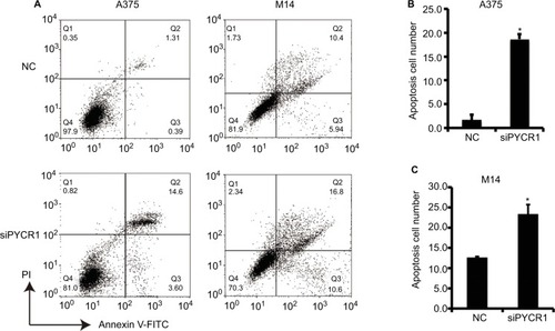 Figure 3 Knockdown of PYCR1 induced apoptosis in human MM cells.Notes: (A) Flow cytometric analysis was performed to estimate cellular apoptosis. (B) The percentage of apoptosis in A375 cells transfected with siPYCR1 significantly increased to 18.71±1.01 in comparison to that of the NC group, 1.71±1.02. (C) The percentage of apoptosis in M14 cells transfected with siPYCR1 significantly increased to 23.79±2.52 in comparison to that of the NC group, 12.61±0.11. *P<0.05.Abbreviations: MM, malignant melanoma; FITC, fluorescein isothiocyanate; PI, propidium iodide; PYCR1, pyrroline-5-carboxylate reductase; siPYCR1, PYCR1-specific siRNA; NC, negative control.