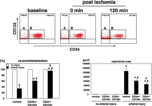 Figure 1. CD133‐positive endothelial progenitor cells (EPC) characterized by the lack of CD34 represent a functionally active subpopulation of cells which are upregulated during ischemia (upper panel) and which have a significant better reendothelialization potential compared to CD133+/CD34+ EPC. Adapted from Friedrich et al. Citation18.