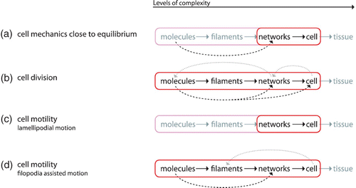 Figure 39. The ability for coarse-graining varies strongly among the different phenomena studied on the cellular level. (a) So far, the mechanical behavior of cells on shorter timescales is mostly described by phenomenological models. A decent microscopic understanding might already result from models originating from the underlying network level. By comparing to the subcellular level, however, one has to expect that compound and transient networks will be most relevant demanding some adaptation of even lower levels. (b) Cell division involves the interplay of numerous different proteins and includes several internal feedback loops which makes it less accessible to coarse-graining. (c+d) Various model approaches aim at further understanding cell motility. Lamellipodial motion is particularly accessible to coarse-graining and hence attracted most attention from physicists (c). Whereas some models start from the molecular level others further coarse-grain the problem to the network, i.e. the actin gel level. (d) As soon as filopodia or MTs significantly influence the cellular migration, the filament can no longer be ignored.