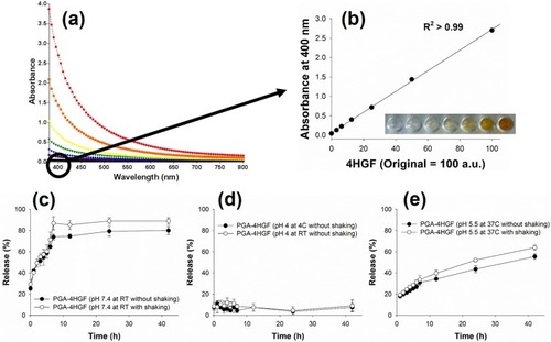 Figure 3 (A) Absorbance spectra of free 4HGF and (B) the corresponding standard curve of the concentration of 4HGF and absorption intensity measured at 400 nm. Release profiles of PGA-4HGF at (C) pH 7.4, (D) pH 4.0, and (E) hair follicles-like conditions (pH 5.5 & 37°C).