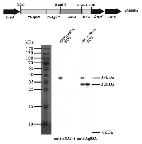 Figure 1. Recombinant Mycobacterium–E.coli shuttle plasmid pM685A and the secretory expression of r685A fusion protein from rBCG::685A. The plasmid pM685A containing the full-fragment of ESAT-6 and Ag85A was engineered to express the secreted r685A protein under the direction of Hsp60 promoter (PHsp60) and α-Ag signal peptide (α-AgSP). The expression of the r685A fusion protein in the culture supernatant from rBCG::685A was confirmed by western blotting with anti-ESAT-6 rabbit antibody or anti-Ag85A chicken polyclonal antibody. The cultural supernatant of BCG was used as negative control.