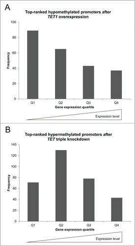 Figure 4. TET1 overexpression and TET triple knockdown affect promoter methylation levels depending on gene expression levels. The top-ranked differentially methylated gene promoters that showed a methylation decrease after TET1 overexpression (A) or a methylation increase after TET knockdown (B) are grouped according to gene expression quartiles of the respective control cells. Comparisons between expression and methylation were only performed for genes with identical gene symbol annotations in both data sets (TET1 overexpression: n = 234, TET triple knockdown: n = 322). Q1 – Q4: gene expression quartiles ranging from lowest to highest expression levels.