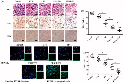 Figure 4. Tumors from previous study were isolated, fixed using formalin and prepared paraffin sections for histological study. H and E staining, Ki-67 immunohistochemistry (IHC), CD31 IHC and TUNEL immunofluorescence of tumor tissues were carried out to evaluate the antiproliferation, anti-angiogenic and apoptosis-inducing effect of different formulations (A). Quantification of proliferative cells from six random fields (brown and blue pixel dots represent the proliferative cells and the nucleic, respectively). The Ki-67 index was calculated as the ratio of proliferative cells to total cells in each field (B). Quantification of angiogenic cells from six random fields (brown and blue pixel dots represent the tumor vessel and the nucleic, respectively). The CD31 index was calculated as the ratio of angiogenic cells to total cells in each field (C). *p < .05, **p <.01. Scale bars represent 100 μm for CD31 IHC and 50 μm for other groups.
