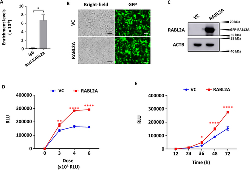 Figure 3. RABL2A overexpression increases SARS-CoV-2 entry into cells. (A) SNHG15 levels in immunoprecipitates with anti-RABL2A or IgG. (B-E) HEK293T – ACE2 cells were transfected with 100 ng of vector control (VC) or RABL2A overexpression plasmids (B, C) for 24 h, followed by infection with SARS-CoV-2 pseudovirus at the indicated doses for 72 h on the X-axis (D) or at a dose of 6 × 105 relative luciferase units (RLUs) for the indicated time points (E). The transfection efficiency of the vector control and RABL2A plasmids is indicated by GFP (B). Scale bar: 100 µm. RABL2A protein levels were determined by western blotting (C). Luciferase activity levels representing SARS-CoV-2 entry (Y-axis) were measured, and the results are expressed as RLUs (D, E). The VC in Panels D and E is the same as that in Fig. 1E and F because both experiments were performed at the same time. Data are expressed as the means ± SEs. *p < 0.05, **p < 0.01, ***p < 0.001, ****p < 0.0001 vs. the VC of the respective doses or time points (n = 3). Student’s t test was used for A, and two-way ANOVA followed by Sidak’s multiple comparisons test was used for D and E.