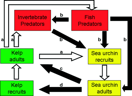 Figure 5.  Conceptual figure describing possibly important interactions (arrows) between kelp (Laminaria hyperborea), sea urchins (Strongylocentrotus droebachiensis) and potentially important predators. Black arrows indicate a negative effect and white arrows a positive effect. (a) Adult kelp provides a habitat for sea urchin recruits, invertebrate predators and a nursery area and habitat for fish. (b) Invertebrate and fish predators prey on sea urchin recruitment. (c) If sea urchins become abundant they aggregate and graze down the kelp forest. Then the kelp and associated predators are lost and only sea urchins survive. (d) When the kelp forest is lost, sea urchin populations prevent kelp from re-establishing by grazing.