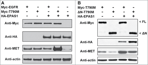 Figure 3. EPAS1 interaction with T790M EGFR up-regulates MET independent of ligand binding. (A) Co-expression of T790M but not wild-type EGFR with EPAS1 increased MET levels. Whole cell lysates from HCC827 cells expressing HA-EPAS1, Myc-tagged wild-type EGFR (Myc-EGFR) and/or Myc-tagged T790M EGFR (Myc-T790M) in combination as indicated were subject to western blot analysis, using antibodies against Myc, HA and MET as labeled on the left side of each panel. Anti-actin was used as loading control in the bottom panel. (B) MET amplification through EPAS1 and T790M EGFR interaction is independent of EGF ligand binding. T790M EGFR full length (Myc-T790M) and a truncated version lacking the ligand binding domain (ΔN-T790M) were expressed in HCC827 cells at the absence and presence of HA-EPAS1. Whole cell lysates were subject to protein gel blot analysis using antibodies Myc, HA and MET as labeled on left side of each panel. Full length (FL) and the truncated version of T790M (ΔN) EGFR migrate differently as indicated by open arrow heads on the right side of top panel. Anti-actin antibody was used as a loading control in the bottom panel.