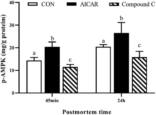 Figure 1. Effects of activation of AMPK by AICAR or Compound C on AMPK phosphorylation (p-AMPK) level in post-mortem breast muscle of broiler. Results are presented as mean ± standard error (n = 6). a,b,cValues in the same row with different letters are significant different (p < 0.05). CON, control group, broilers injected with same volume of vehicle solution phosphate buffer saline; AICAR group, broilers were intraperitoneally injected with AICAR (5 mg/kg body weight); Compound C group, broilers were intraperitoneally injected with Compound C (1 mg/kg body weight).AMPK: AMP-activated protein kinase; AICAR: 5-aminoimidazole-4-carboxamide ribonucleoside; CON: Control.