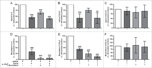 Figure 4. The effect of IL-1R antagonism on double-stranded RNA (dsRNA)-induced cytokine and chemokine release in the polarized epithelial mesenchymal trophic unit (EMTU) co-culture model. The EMTU co-culture model was cultured in the absence or presence of IL-1Ra (500 ng/ml) applied either apically, basolaterally or both for 1h prior to stimulation with poly(I:C) (1 µg/ml). Apical (A-C) and basolateral (D-F) cell-free supernatants were harvested 24 h after stimulation and assayed for IL-6 (A, D), CXCL8 (B, E), and CXCL10 (C, F) by ELISA. To investigate the effects of IL-1Ra on dsRNA-dependent responses, control mediator levels were subtracted from stimulated levels and expressed as a percentage of the response to dsRNA. Results are mean responses compared to the poly(I:C)-induced response in the absence of IL-1Ra (100%) ± SD, n = 3–6. **P ≤ 0.01, ***P ≤ 0.001 for comparison between poly(I:C)-stimulated cultures in the absence or presence of IL-1Ra (one-way ANOVA with Bonferroni correction).