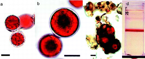 Fig. 1. (a) Light micrograph of Chlamydomonas nivalis cells with adhering material or mucilage sheet. (b) C. nivalis sample with smooth cell wall. (c) Snow algae cells, found in dry rock surface dust. These hypnoblasts were kept for 6 months in darkness and appeared viable after resuspension in water. (d) Sucrose density-gradient purification of C. nivalis concentrated from melting snow. The band formed in the middle of the gradient was used for most analyses. Scale bar: 10 µm