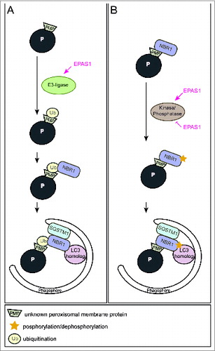 Figure 1. Two alternative models illustrating how EPAS1 might trigger pexophagy. (A) EPAS1 might induce an E3 ubiquitin ligase that specifically ubiquitinates a peroxisomal membrane protein that enhances the recruitment of the autophagy receptor NBR1 to the peroxisome surface. Accumulation of NBR1 on peroxisomes likely recruits SQSTM1, which was suggested to act as pexophagy co-receptor, and subsequently leads to clustering of peroxisomes via oligomerization of receptor-bound organelles. Accumulation of a critical mass of autophagy receptors at peroxisomes might concentrate sufficient ubiquitin-like modifiers (e.g., LC3 and GABARAPs) in close proximity to peroxisomes and prime phagophore assembly. (B) NBR1 could also be recruited to peroxisomes independently of ubiquitin via its membrane-interacting amphipathic α-helical J domain. In fact, NBR1 already localizes to peroxisomes in wild-type livers where pexophagy is not induced. EPAS1 might induce or inhibit a kinase/phosphatase that leads to a change in the posttranslational modification of peroxisome-bound NBR1 and thereby triggers pexophagy.