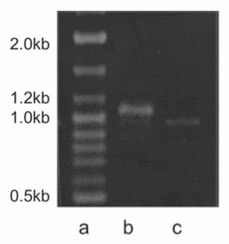 Figure 1 Cloning of the porcine Tex11 from adult pig testis. A partial sequence (1,028 bp) of the porcine Tex11 (slightly over 1 Kb) was amplified from adult pig testis by RT-PCR and resolved on a 1.2% agarose gel. Lane a: DNA ladder. Lane b: Tex11. Lane c: Gapdh (983 bp).