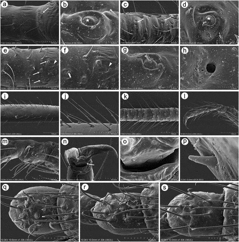 Figure 20. SEM of legs sensilla of alate viviparous female of S. yushanensis: (a) campaniform sensillum on hind trochanter, (b) ultrastructure of trochanteral campaniform sensillum with visible pore (star), (c) campaniform sensilla on hind femur, (d) ultrastructure of femoral campaniform sensillum with visible pore (star), (e, f) most probable ampulla sensillum (arrowhead) on the inner side of hind femora in the vicinity of campaniform sensilla, (g) ultrastructure of campaniform sensillum on the inner side of hind femora, (h) ultrastructure of probable ampulla sensillum, (i) trichoid sensilla on hind tibia, (j) ultrastructure of tibial trichoid sensilla, (k) trichoid sensilla on hind tibia, (l) hind tarsus, (m) first segment of hind tarsus with two kinds of sensilla on the ventral side, (n, o, p) apical part of HT II with very short almost residual parempodia (arrow) (empodial setae), (q) first segment of fore tarsus with largest number of peg-like sensilla, (r) first segment of middle tarsus with medium number of peg-like sensilla, (s) first segment of hind tarsus with smallest number of peg-like sensilla.