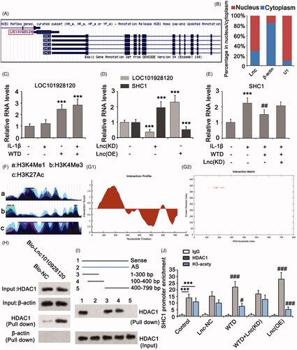 Figure 4. WTD suppresses SHC1 expression in chondrocytes by inducing LOC101928120. (A) Genome Browser Gateway analysis showed that the SHC1 gene is located in the antisense strand of DNA near the LOC101928120 gene in the sense strand. (B) PCR was performed to detect the percentage of LOC101928120 in the nucleus and cytoplasm. U1: U1 snRNA. (C) PCR was performed to detect the LOC101928120 expression in chondrocytes after treatments with IL-1β and/or WTD. ***p < 0.001 vs. control group. (D) PCR was performed to detect LOC101928120 and SHC1 expressions in chondrocytes after LOC101928120 knockdown and overexpression. ***p < 0.001 vs. control group. € PCR was performed to detect SHC1 expression in chondrocytes after treatments with IL-1β and WTD and knockdown of LOC101928120. ***p < 0.001 vs. control group; ##p < 0.01 vs. IL-1β group. (F) Genome Browser Gateway analysis showed that the promoter of the SHC1 gene is vulnerable to histone methylation and acetylation. (G) The interaction of LOC101928120 with HDAC1 was analyzed using the catRAPID web. (H) RNA pull-down assay was conducted to confirm the interaction between LOC101928120 and HDAC1. (I) In another RNA pull-down assay, several regions of Bio-LOC101928120 and the antisense of LOC101928120 were used to pull down HDAC1. Only the sequences LOC101928120 from 1 to 300 bp and 100 to 400 bp pulled down HDAC1. (J) ChIP assay was performed to determine the interaction of HDAC1 and acetylated Histone 3 with the promoter of the SHC1 gene. ***p < 0.001 vs. IgG group; #p < 0.05, and ###p < 0.001 vs. control group.