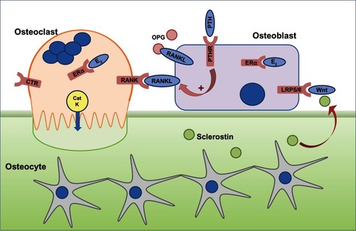Figure 1 The cells responsible for bone remodeling, highlighting key signaling pathways that are targets for therapies recommended for the prevention of osteoporotic fracture.